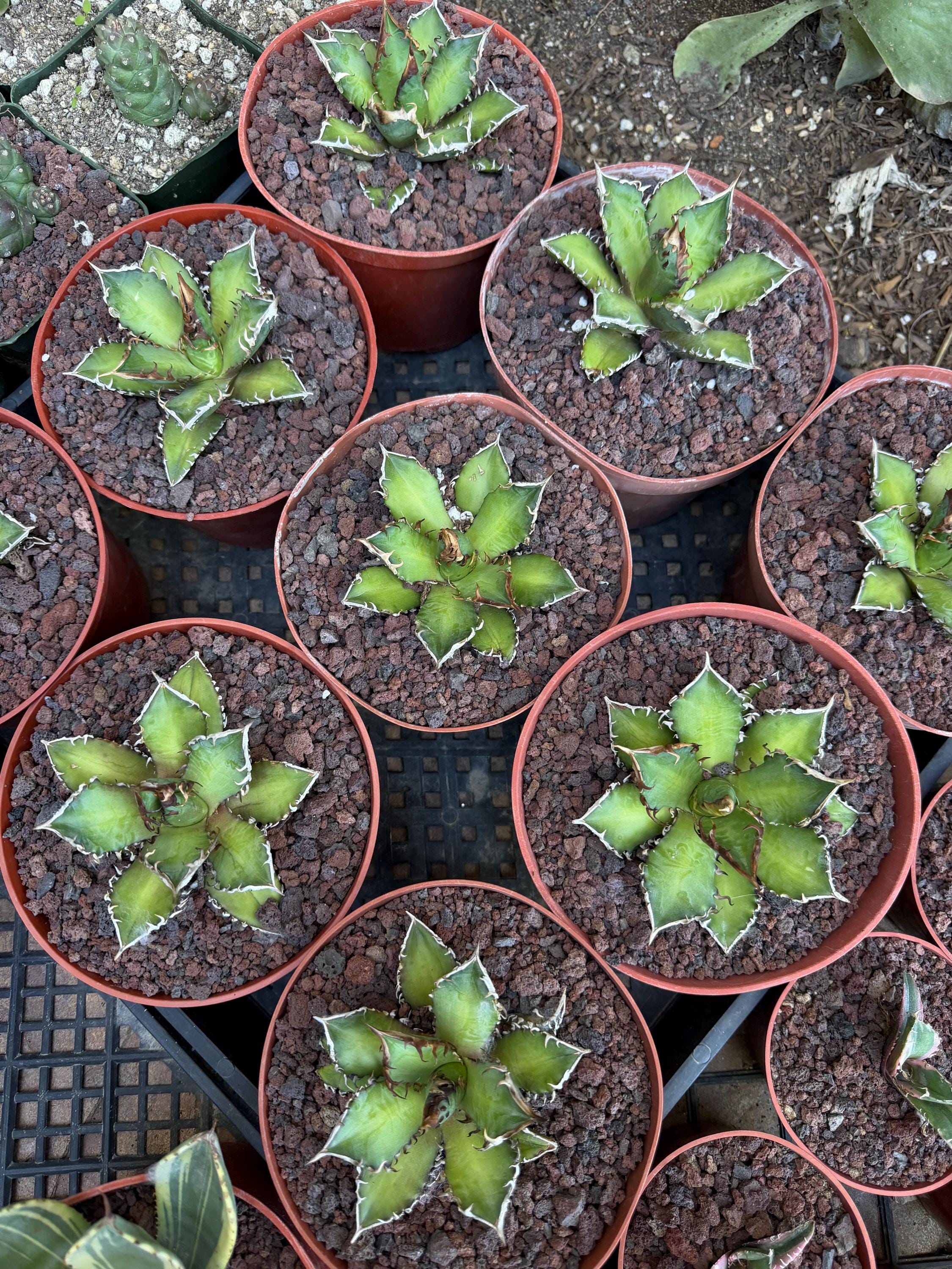 Agave Titanota Red Cat Rare Compact Collector Agave Chalky White