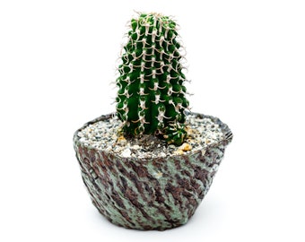 Euphorbia Columnaris Live Rare Plant Rooted - Collector Houseplant Rare Find 4” tall on graft, rooted