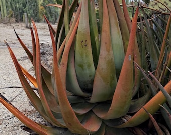 Aloe Cryptopoda Seeds, Rare African Aloe, Fresh Harvest Aloe Seeds