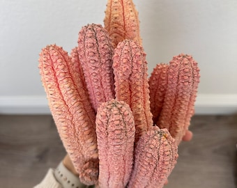 Euphorbia Abdelkuri Damask Pink Cluster or Single Option - Unique Live Cactus - Candelabra-like Succulent ROOTED