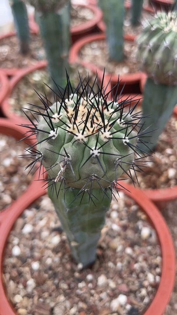 新品　COPIAPOA CINEREA  FlowerSeason Copiapoa Cinerea Chilean Rare Cactus Live Rooted Plant