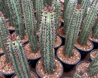Euphorbia confinalis ssp. Rhodesia variegata 'Zebra' Live Rooted Succulent