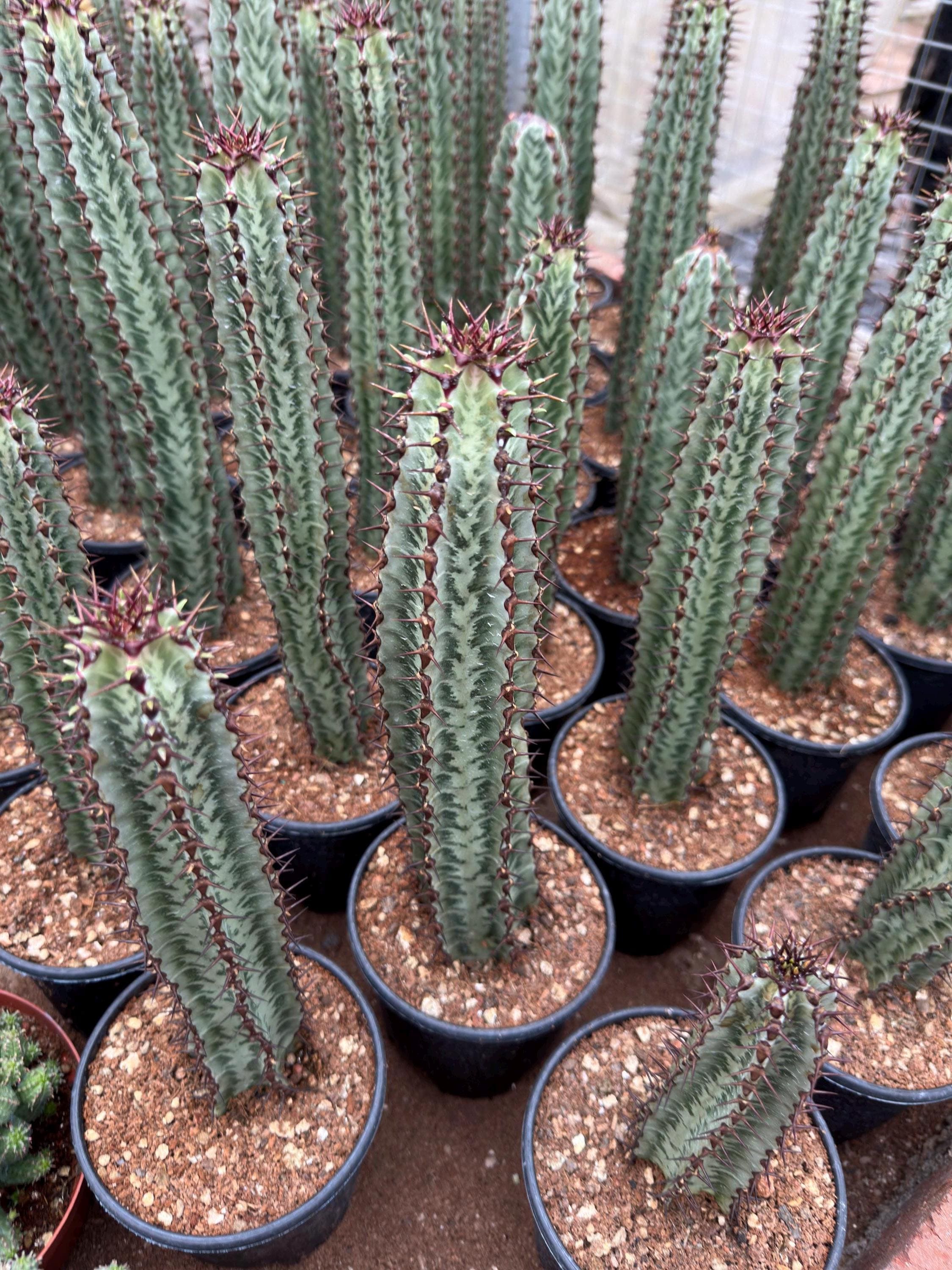Euphorbia Confinalis Ssp. Rhodesia Variegata 'zebra' Live Rooted