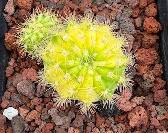 Echinopsis Calochlora Big Cluster Rooted Live Cactus Plant