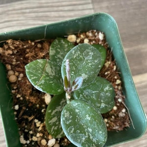 Hoya Mathilde Splash plant in a 4&#39;&#39; pot - rooted and ships in a pot. Perfect gift for plant lovers.