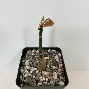May include: A small potted plant with a single stem and a few leaves. The plant is in a square, dark green plastic pot filled with small, gray and white pebbles. The leaves are reddish-brown.