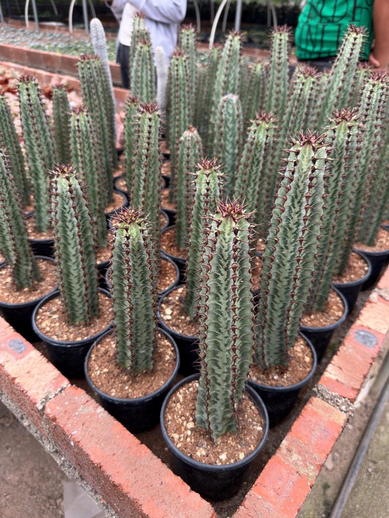 GrowMargo Euphorbia confinalis - Thumbnail 5