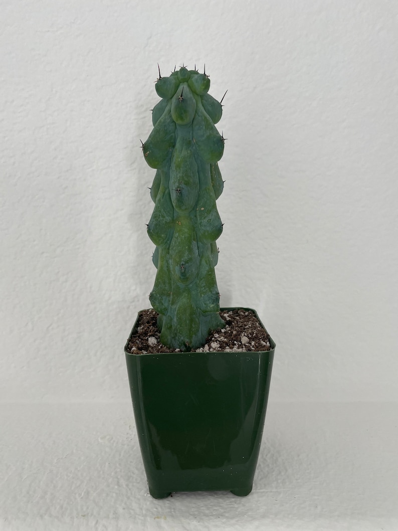 GrowMargo Myrtillocactus Geometrizans Cactus - Thumbnail 4