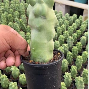 Pachycereus schottii f.monstrosus (Totem pole cactus) 5-7&#39;&#39; Rooted Live Cactus Plant