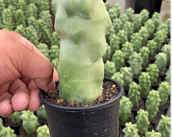 Pachycereus schottii f.monstrosus (Totem pole cactus) 5-7'' Rooted Live Cactus Plant