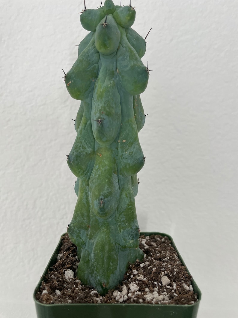 GrowMargo Myrtillocactus Geometrizans Cactus