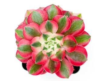 Aeonium Pink Witch Live Succulent Plant (Single Plant or Cluster)