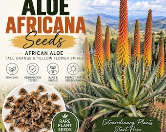 Aloe Africana Seeds – Rare South African Tree Aloe – Orange & Yellow Flower Succulent Seeds