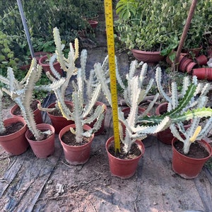 Euphorbia Ghost Live Plant - White variegated Euphorbia Lactea Dragon Bone  Rare Cactus