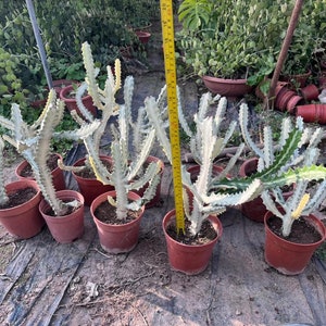 Euphorbia Ghost Live Plant - White variegated Euphorbia Lactea Dragon Bone  Rare Cactus