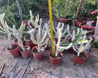 Euphorbia Ghost Live Plant - White variegated Euphorbia Lactea Dragon Bone  Rare Cactus