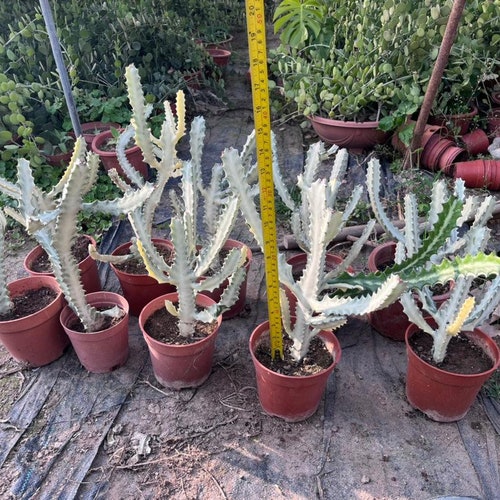 Euphorbia fantôme plante vivante - Euphorbia lactea panaché de blanc os de dragon cactus rare