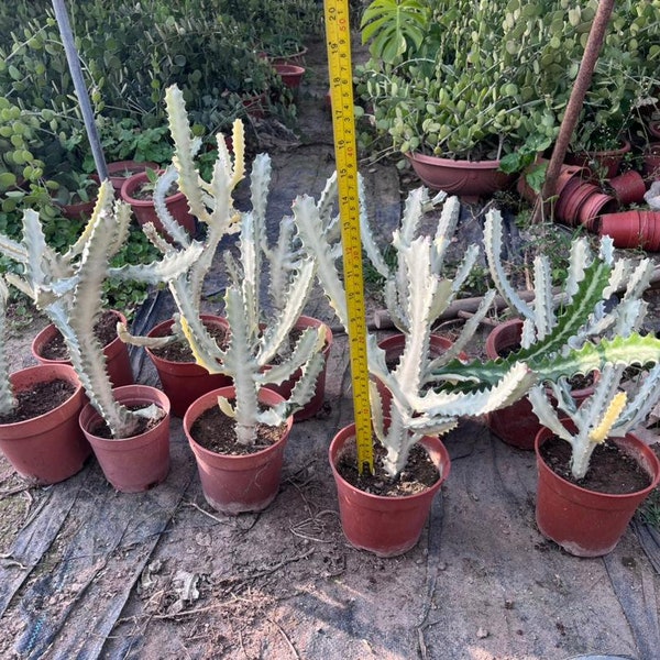 Euphorbia Ghost Live Plant - White variegated Euphorbia Lactea Dragon Bone  Rare Cactus