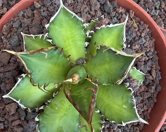 Agave Titanota Red Cat Rare Compact Collector Agave Chalky White Sculptural Form