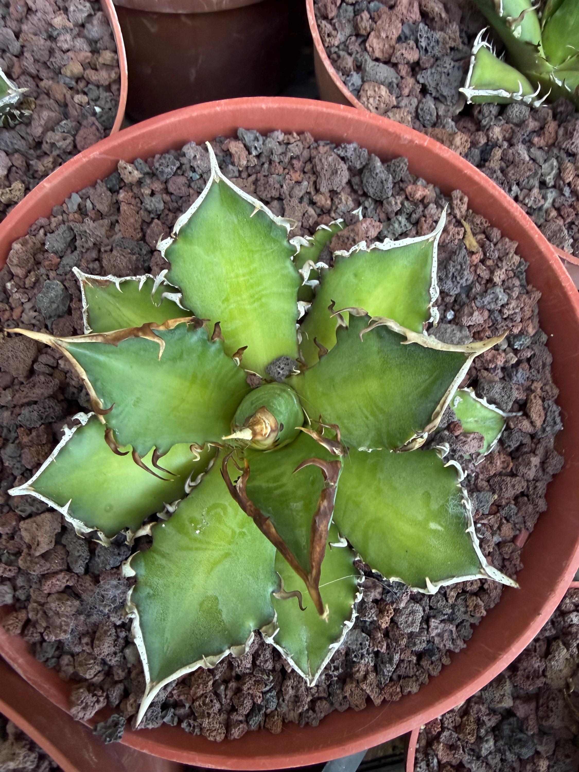 Agave Titanota Red Cat Rare Compact Collector Agave Chalky White