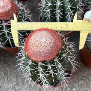 Melocactus Curvispinus Live Rooted Cactus From Seed Grown Turk's Cap Cactus 5 inch Diameter Melocactus Azureus Cactus Ships Bare Root image 2