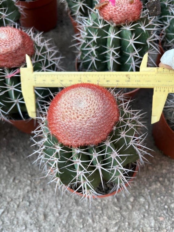Melocactus Curvispinus Live Rooted Cactus From Seed Grown - Turk's Cap  Cactus 5 Inch Diameter - Melocactus Azureus Cactus - Ships Bare Root - Etsy