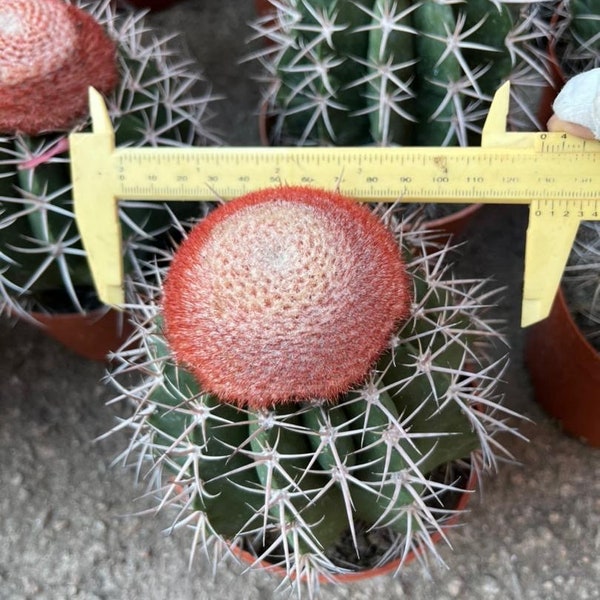 Melocactus Curvispinus Live Rooted Cactus From Seed Grown - Turk's Cap Cactus 5 inch Diameter - Melocactus Azureus Cactus - Ships Bare Root