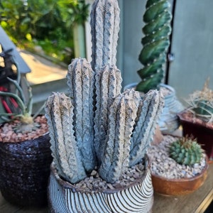 Euphorbia Abdelkuri Gray Cluster - Unique Live Cactus - Candelabra-like Succulent