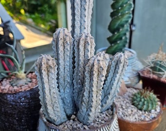 Euphorbia Abdelkuri Gray Cluster - Unique Live Cactus - Candelabra-like Succulent