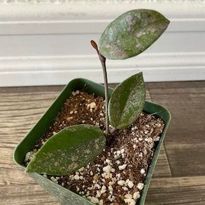Hoya Carnosa 'nova Ghost' Rare Hoya, Rooted Plant Shipped in Hoya Carnosa 'nova Ghost' Rare Hoya, Rooted Plant Shipped in