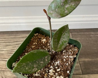 Hoya Wilbur Graves Rooted Plant in a 4'' plastic pot -  Rare Hoya Carnosa 'Wilbur Graves'