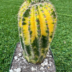 Echinopsis Tubiflora Variegated Rooted Live Rare Cactus Collector Plant (6-8'' Tall)