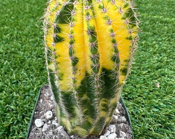 Echinopsis Tubiflora Variegated Rooted Live Rare Cactus Collector Plant (6-8'' Tall)