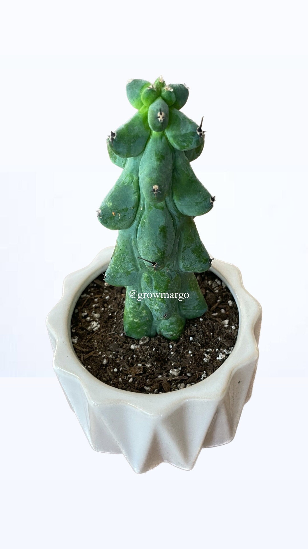 Myrtillocactus Geometrizans Boobie Cactus options of 5'', 6'', 8'', 7'',  9'', 10'', 12'' and 13 Live Rare Cactus Plant 