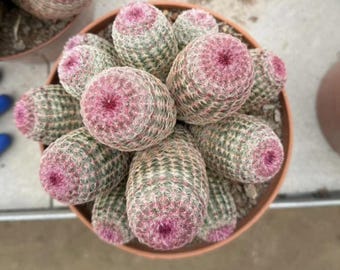 Rainbow Hedgehog Cactus - Echinocereus rigidissimus 'Rubispinus' Cluster Options