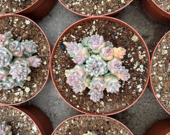 Euphorbia Ritchiei Subsp. Nyambensis 'Variegata' White Cluster or Single Options