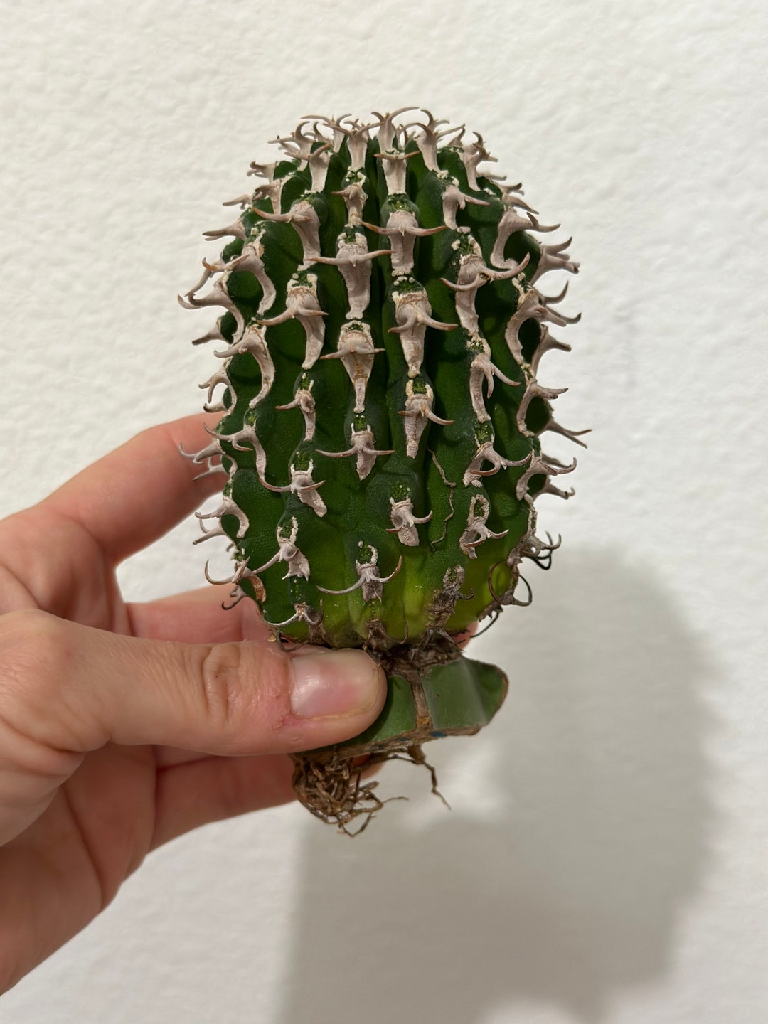 Euphorbia Columnaris Live Rare Plant Rooted Collector Houseplant Rare