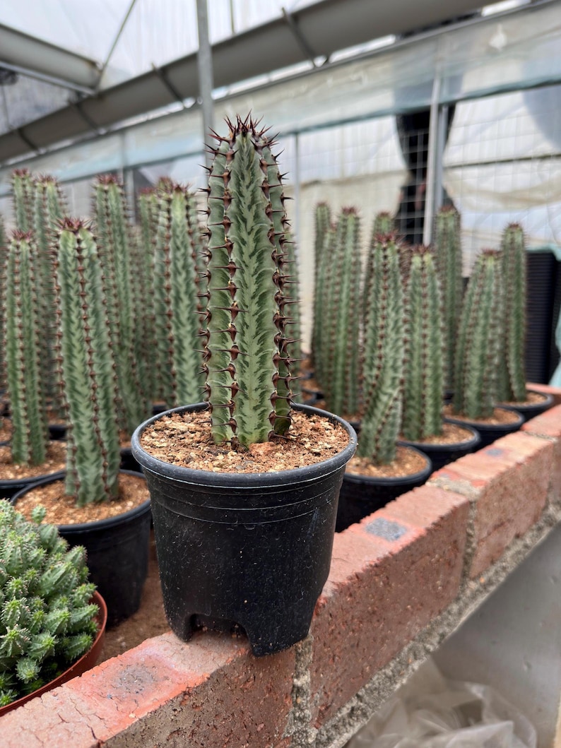 GrowMargo Euphorbia confinalis - Thumbnail 2