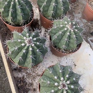 Melocactus Curvispinus Live Rooted Cactus From Seed Grown Turk's Cap Cactus 5 inch Diameter Melocactus Azureus Cactus Ships Bare Root image 6