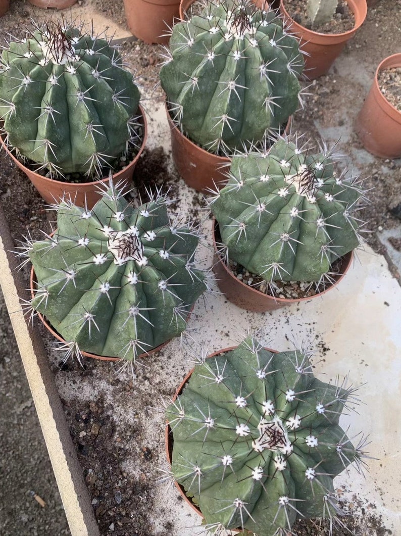 Melocactus Curvispinus Live Rooted Cactus From Seed Grown Turk's Cap Cactus 5 inch Diameter Melocactus Azureus Cactus Ships Bare Root image 6