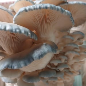 Mushroom Culture  - Hybrid Blue & White Oyster