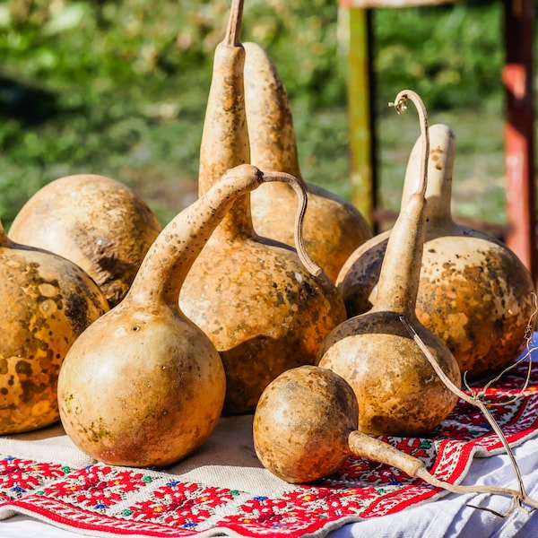 Dried Gourds Etsy