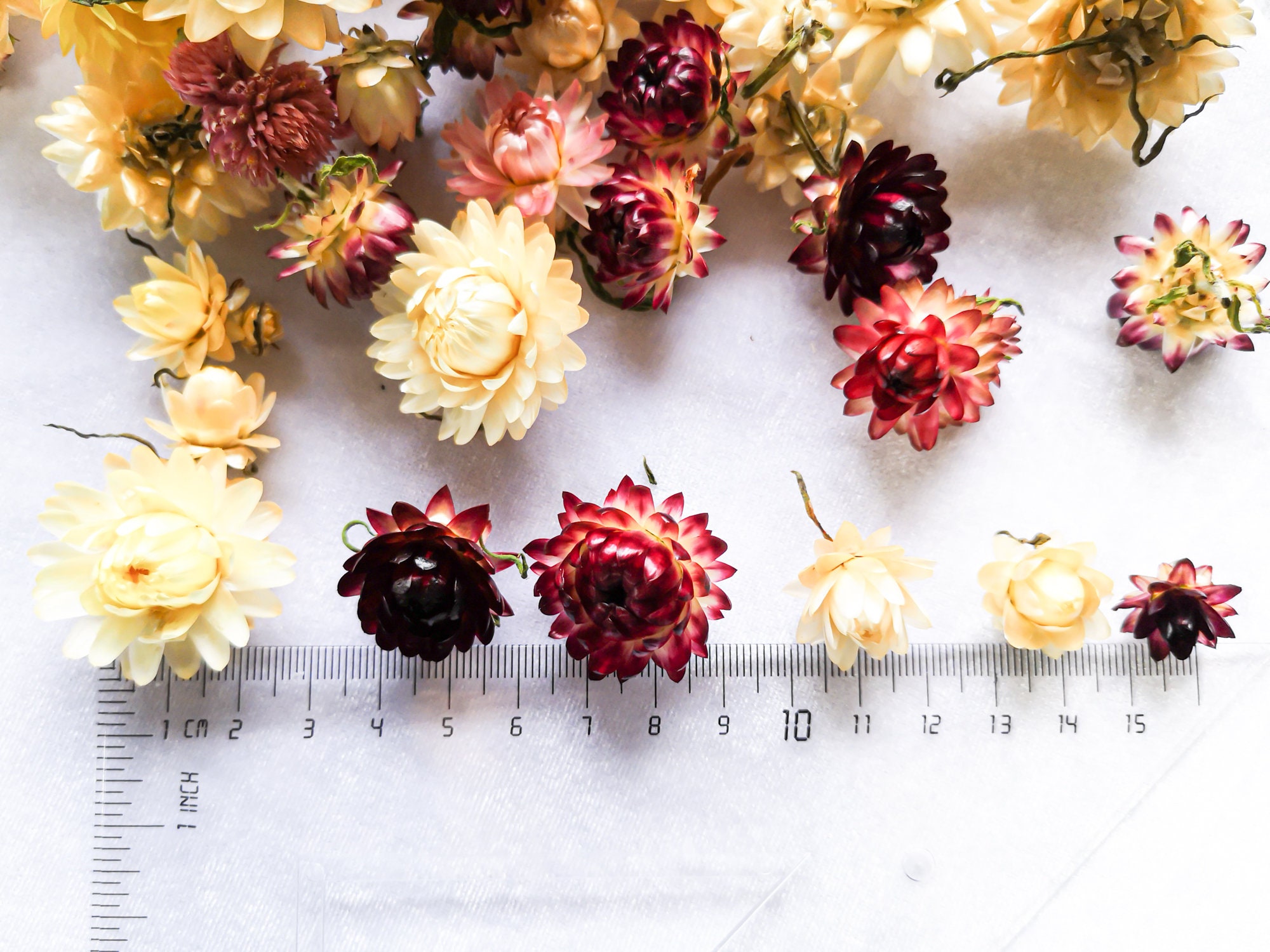 30 Real Dried Flowers Helihrizum Dry Strawflower Heads Mini Etsy
