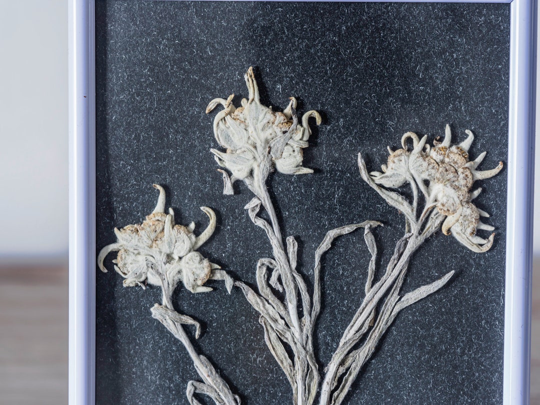 Real Pressed Edelweiss Flowers in White Frame Rare Mountain Flowers Etsy