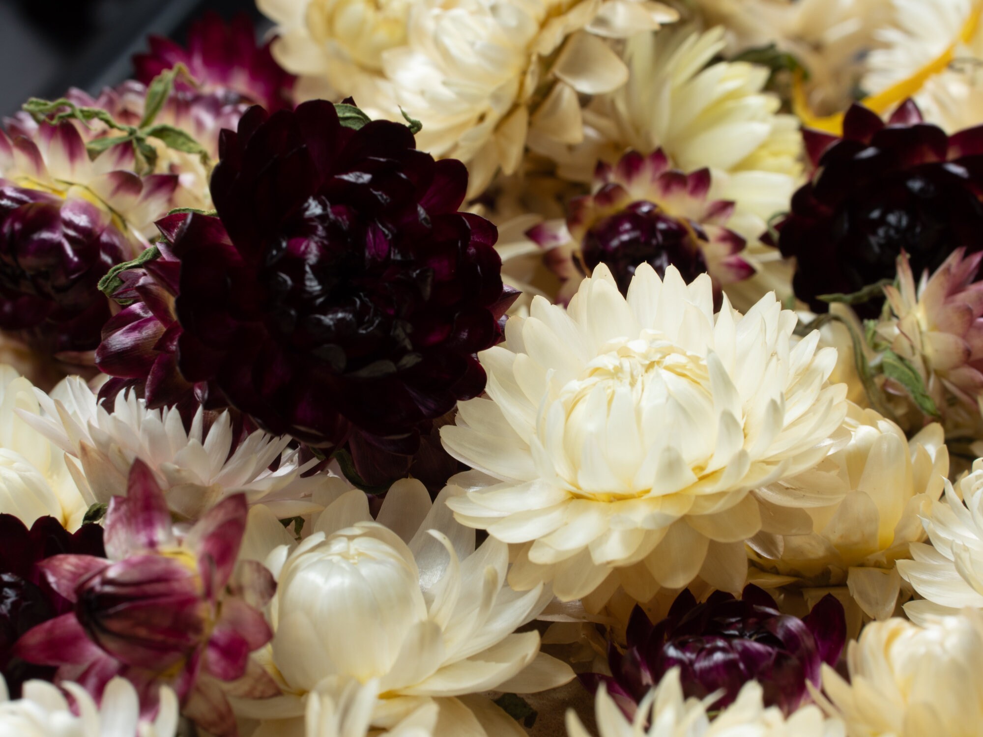 30 Real Dried Flowers Helihrizum Dry Strawflower Heads Mini Etsy