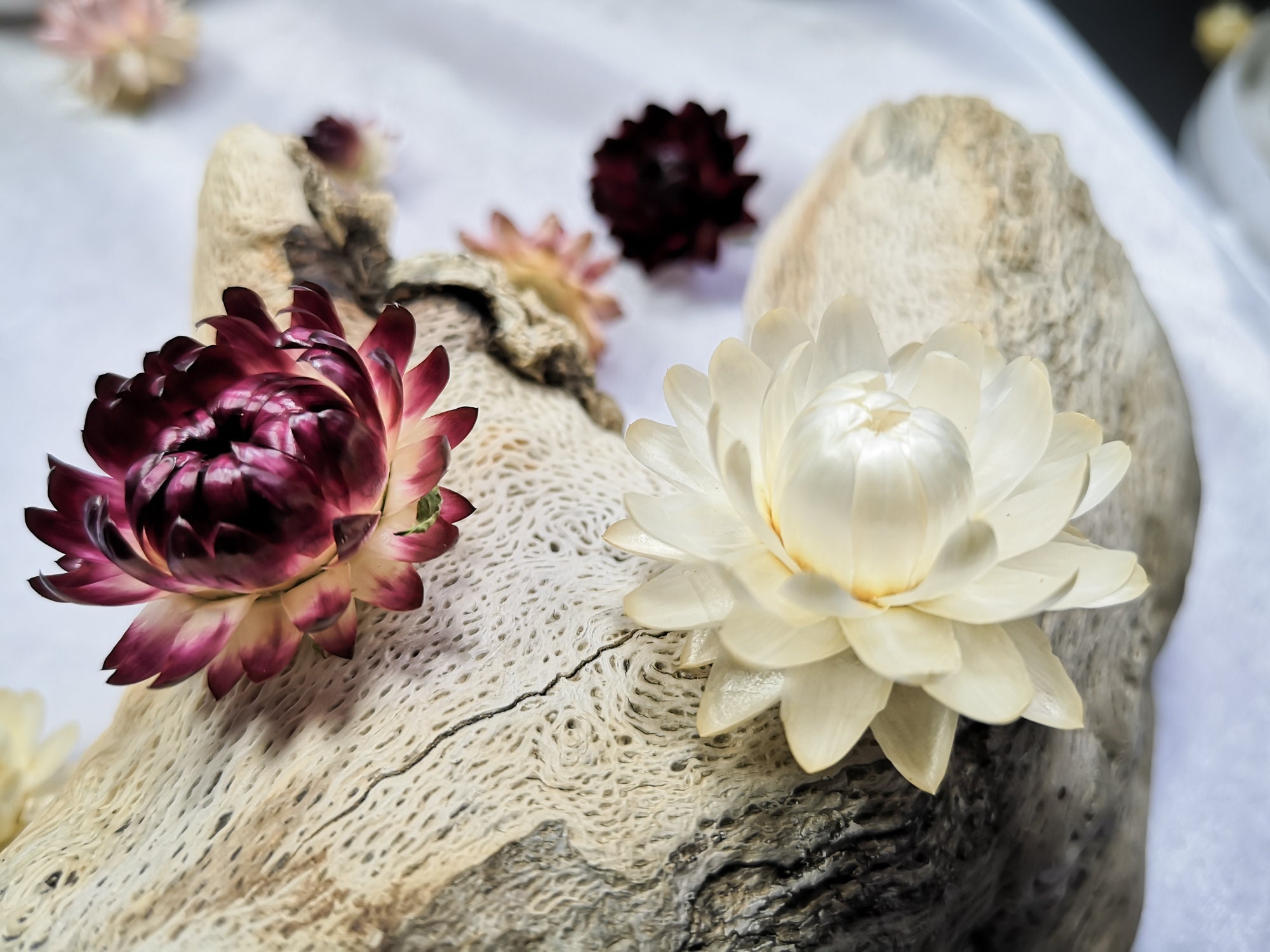 30 Real Dried Flowers Helihrizum Dry Strawflower Heads Mini Etsy