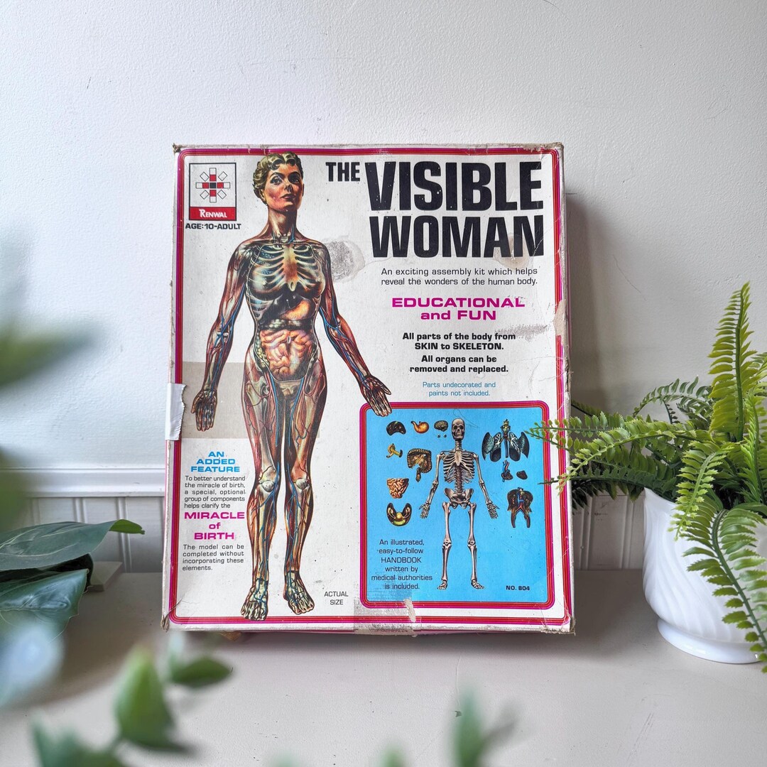 The Visible Woman - Renwal - a photo on The Visible Woman - Renwal - a photo on