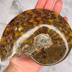 1PC Natural Beautiful Ammonite Fossil, Healing Decor, Crystal Healing