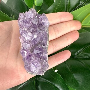 May include: A cluster of amethyst crystals, showcasing a deep purple hue. The crystals have a natural, rough texture and are arranged in a dense formation. The amethyst is held in a hand, with green foliage in the background.