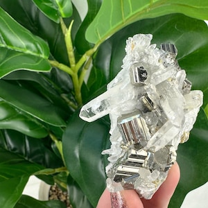 Peut inclure: Un amas de cristaux de quartz transparents avec des cristaux de pyrite incrustés. Les cristaux de quartz sont translucides et ont un éclat vitreux. Les cristaux de pyrite sont métalliques et ont une couleur dorée.